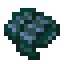 Gray Kelp